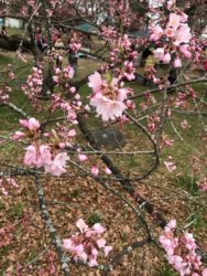 お薬師さんの手づくり市20170408_2 お薬師さんの手づくり市20170408_2